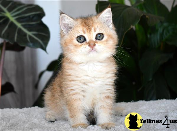 thechubbyfacedcat Picture 2